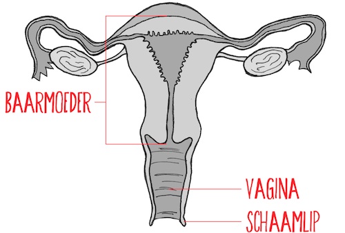 vagina2